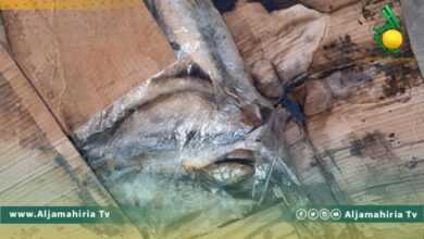 جولة تفتيشية