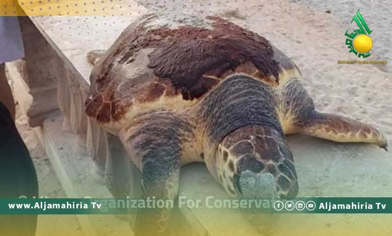 الأحياء البحرية