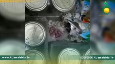 العثور على جرذان