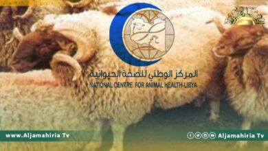 ارتفاع أعداد الأغنام النافقة في بلدية الجليدة
