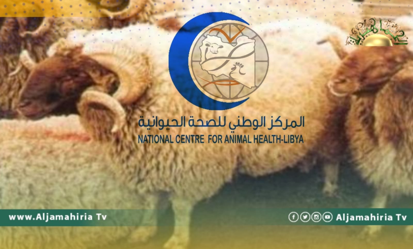 ارتفاع أعداد الأغنام النافقة في بلدية الجليدة