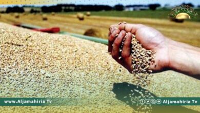 ليبيا توفر 43% من القمح الذي تحتاجه من أوكرانيا