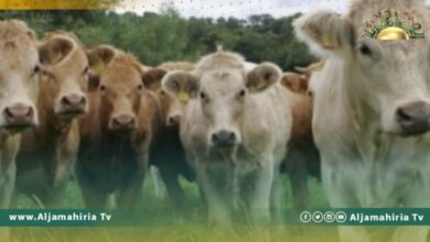 “أغري لاند”: مساعٍ لتصدير 1500 رأس من الثيران إلى ليبيا