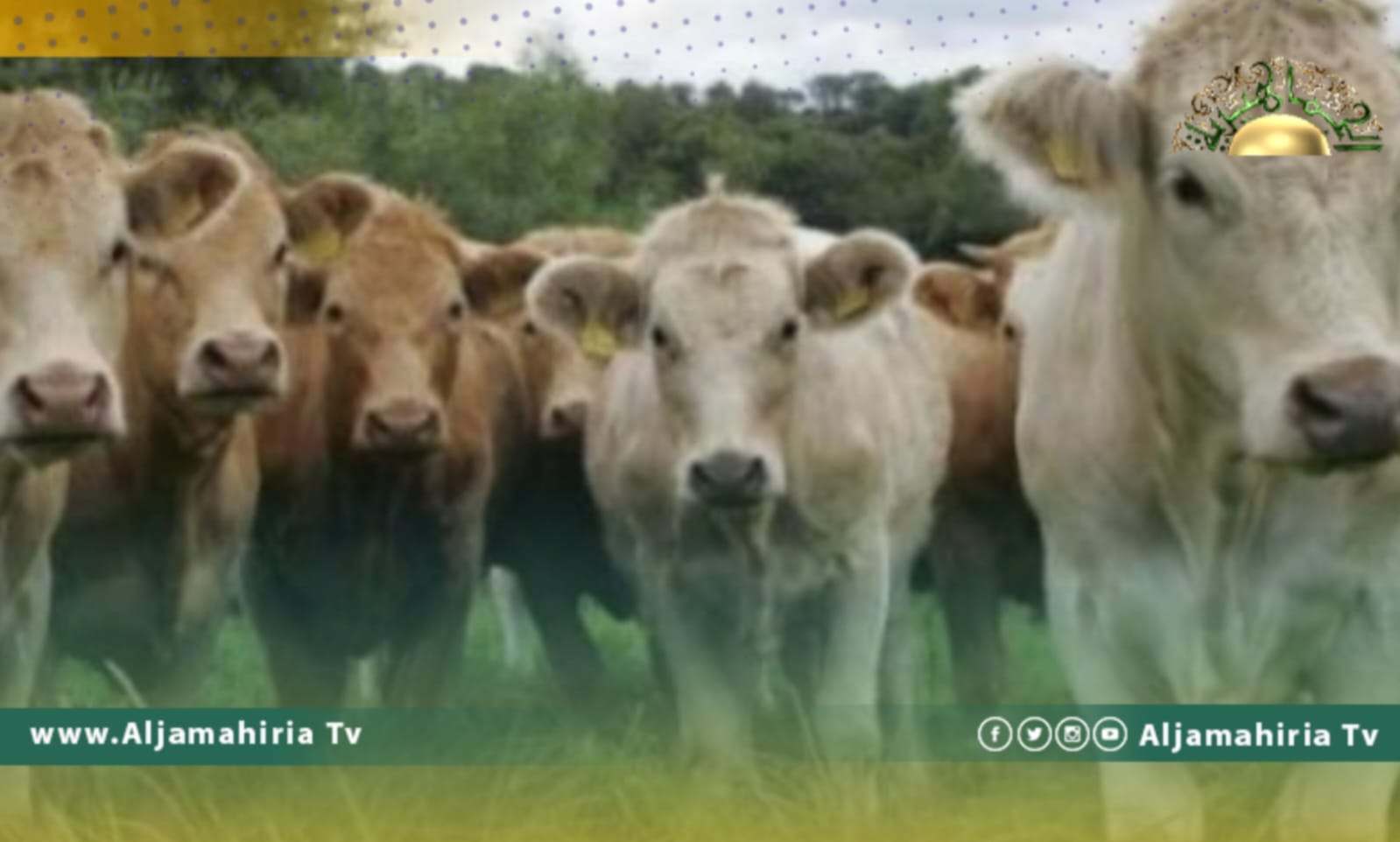 “أغري لاند”: مساعٍ لتصدير 1500 رأس من الثيران إلى ليبيا