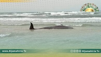 إنقاذ دلوفين ذو الأنف القاروري بعد جنوحه على شاطئ زوارة