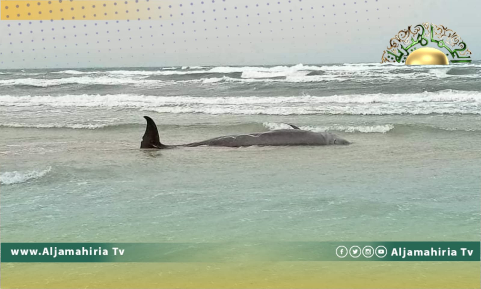 إنقاذ دلوفين ذو الأنف القاروري بعد جنوحه على شاطئ زوارة