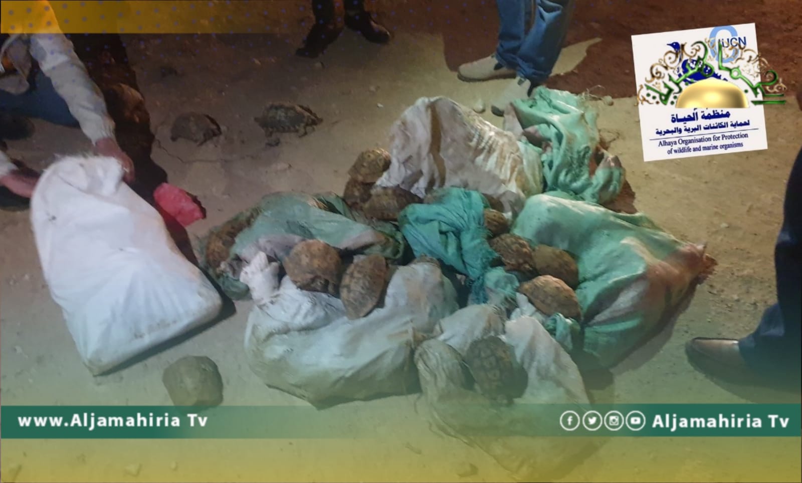 منظمة الحياة لحماية الكائنات البرية والبحرية تعلن إحباط تهريب 8 أكياس مملوءة بالسلاحف