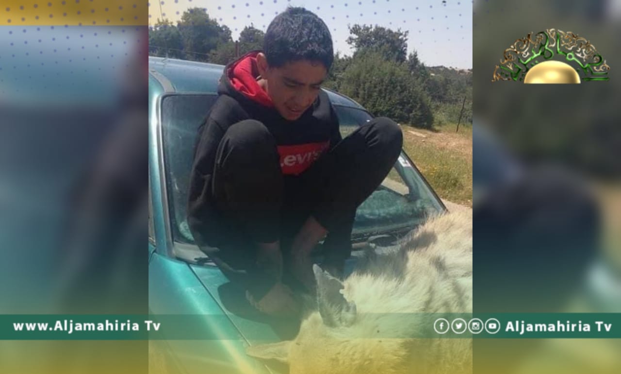 قطيع ضباع مفترسة يجول في عدة مناطق من غريان إلى الرقيعات