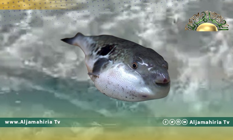 مصطافون يرصدون انتشار سمكة الأرنب السامة على شواطئ البريقة