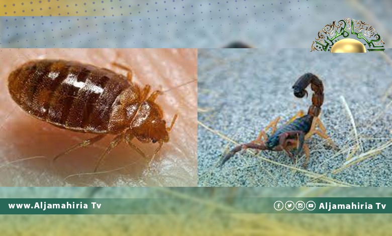 تقرير// عودة حشرات البق والعقارب للمدن الليبية بعد عقود من اختفاءها.. إفرازات جديدة لـ"فبراير"