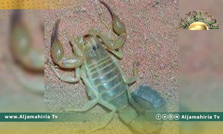 وفاة طفلة من بدر الصيعان بعد تعرضها للدغة عقرب