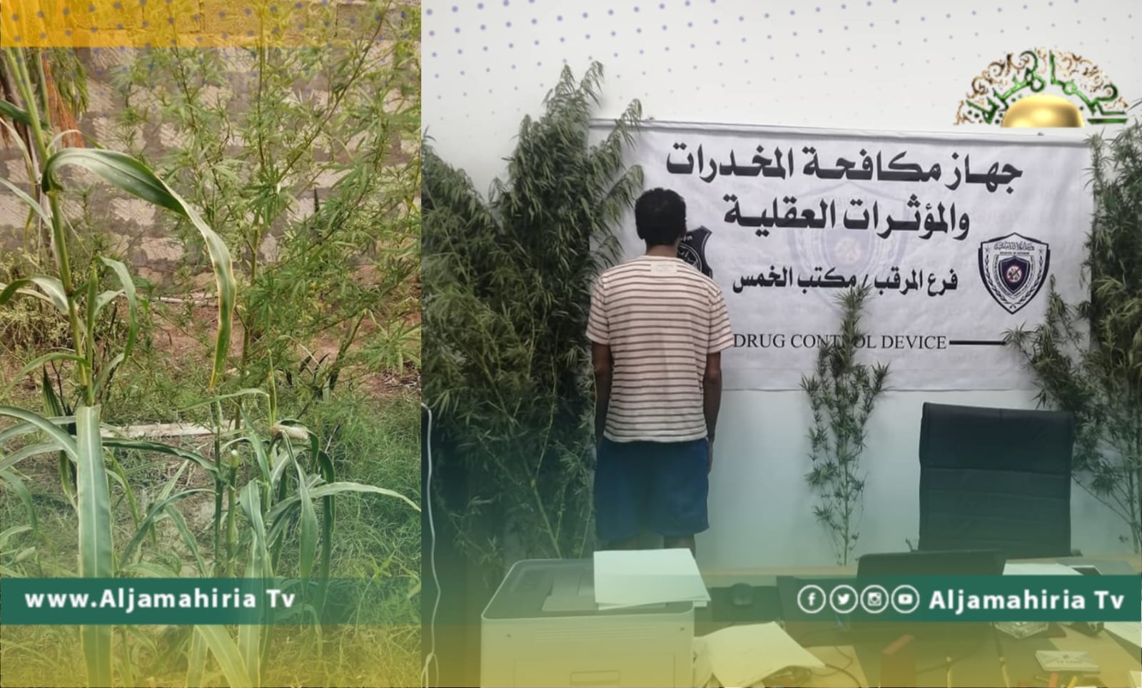 ضبط ليبي يقوم بزراعة المارجوانا في حديقة منزله