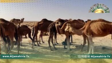 أبو حمرة: نفوق الإبل سببه انتشار مرض التسمم الدموي واستخدام جرعات عالية من العلاجات