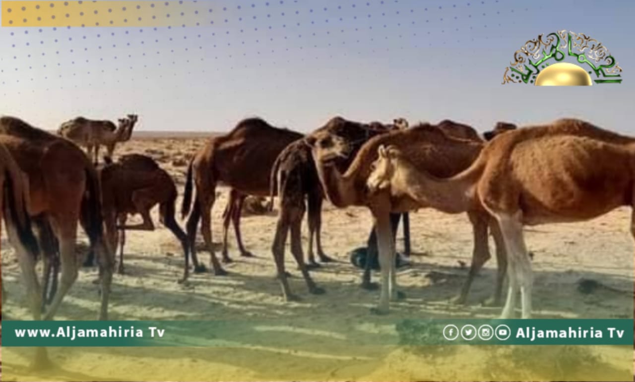 أبو حمرة: نفوق الإبل سببه انتشار مرض التسمم الدموي واستخدام جرعات عالية من العلاجات