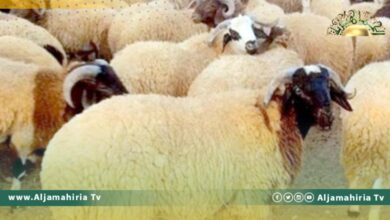 تحذيرات من هلاك الثروة الحيوانية بسبب الجفاف