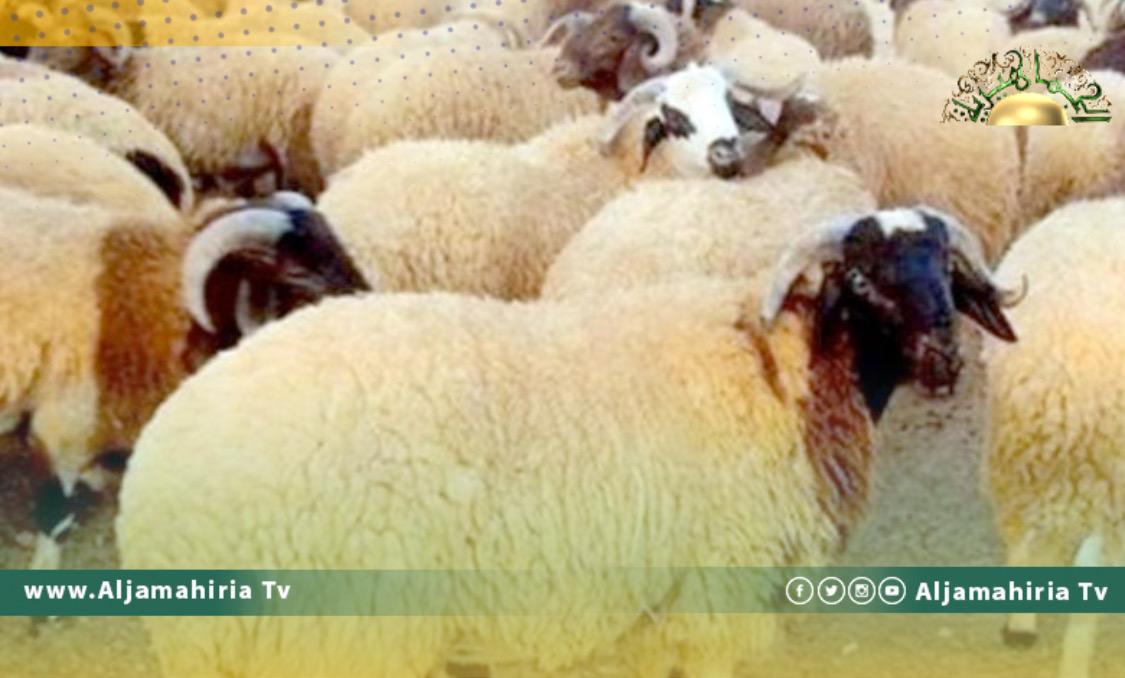 تحذيرات من هلاك الثروة الحيوانية بسبب الجفاف