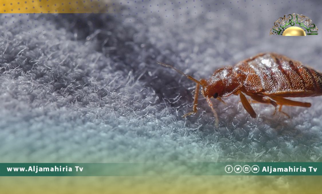 الإصحاح البيئي: نسعى لتوفير مبيدات حشرية لمكافحة البق المنتشر