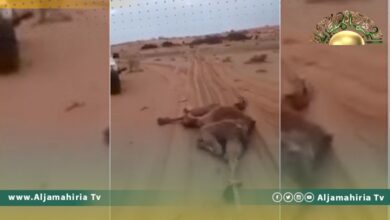 بالفيديو| نفوق 50 رأس من الإبل في منطقة الجهمات بصرمان