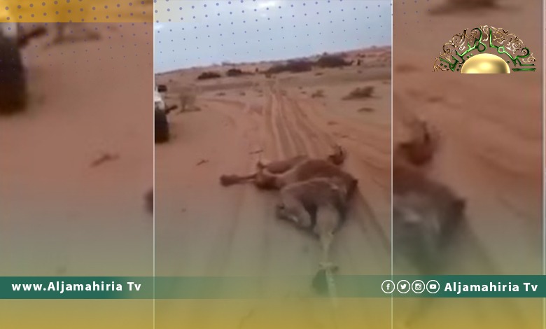 بالفيديو| نفوق 50 رأس من الإبل في منطقة الجهمات بصرمان