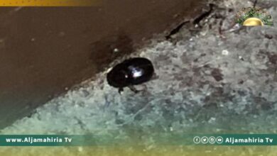 بلدية حي الأندلس تؤكد وجود حشرة البق بعض المساجد واستمرار حملات التفتيش