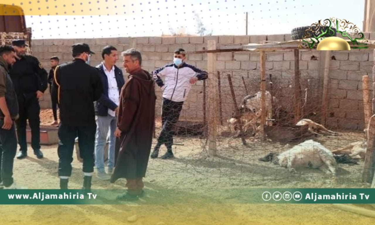 دون تحرك حكومي حتى اللحظة.. نفوق 80 من رؤوس الماشية بمنطقة الحرابة بالجبل