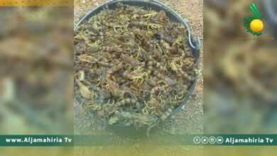 اصطياد العقارب