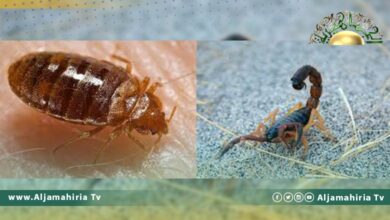 تقرير// عودة حشرات البق والعقارب للمدن الليبية بعد عقود من اختفاءها.. إفرازات جديدة لـ"فبراير"