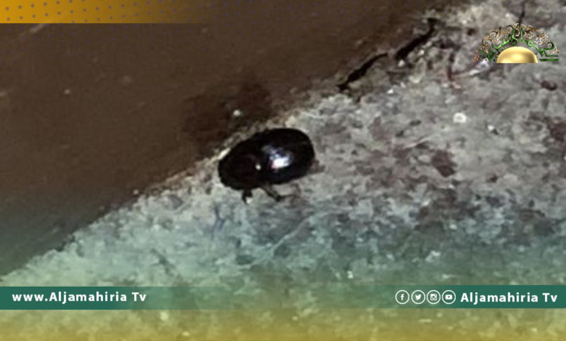 بلدية حي الأندلس تؤكد وجود حشرة البق بعض المساجد واستمرار حملات التفتيش